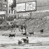 Punks und ihre Hunde am Flora-See