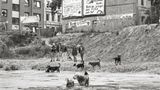 Punks und ihre Hunde am Flora-See