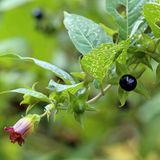 Gift: Ein Zweig mit Tollkirschen