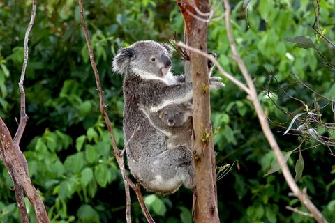 Koala mit Nachwuchs an Baum in Australien