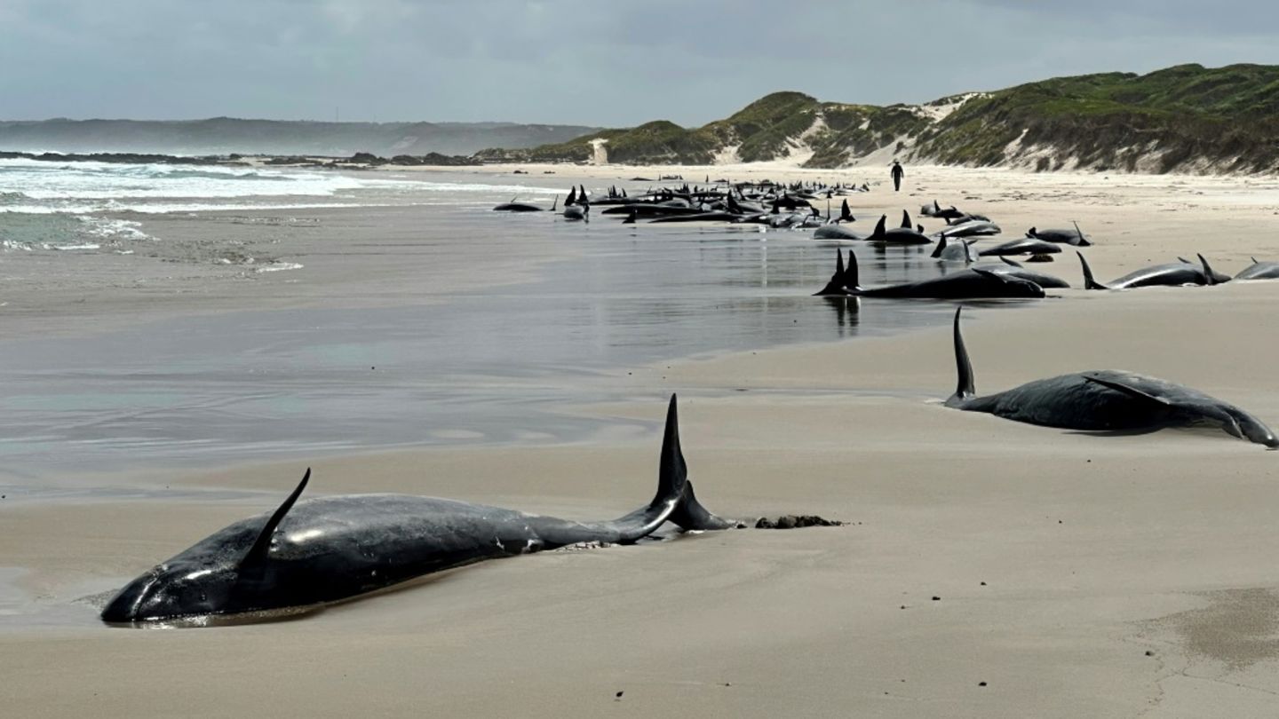 Photo du département de l'Environnement de Tasmanie montrant un banc de dauphins échoués sur une plage de Tasmanie près d'Arthur