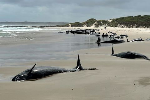 Photo du département de l'Environnement de Tasmanie montrant un banc de dauphins échoués sur une plage de Tasmanie près d'Arthur