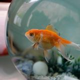 Goldfisch in Aquarium