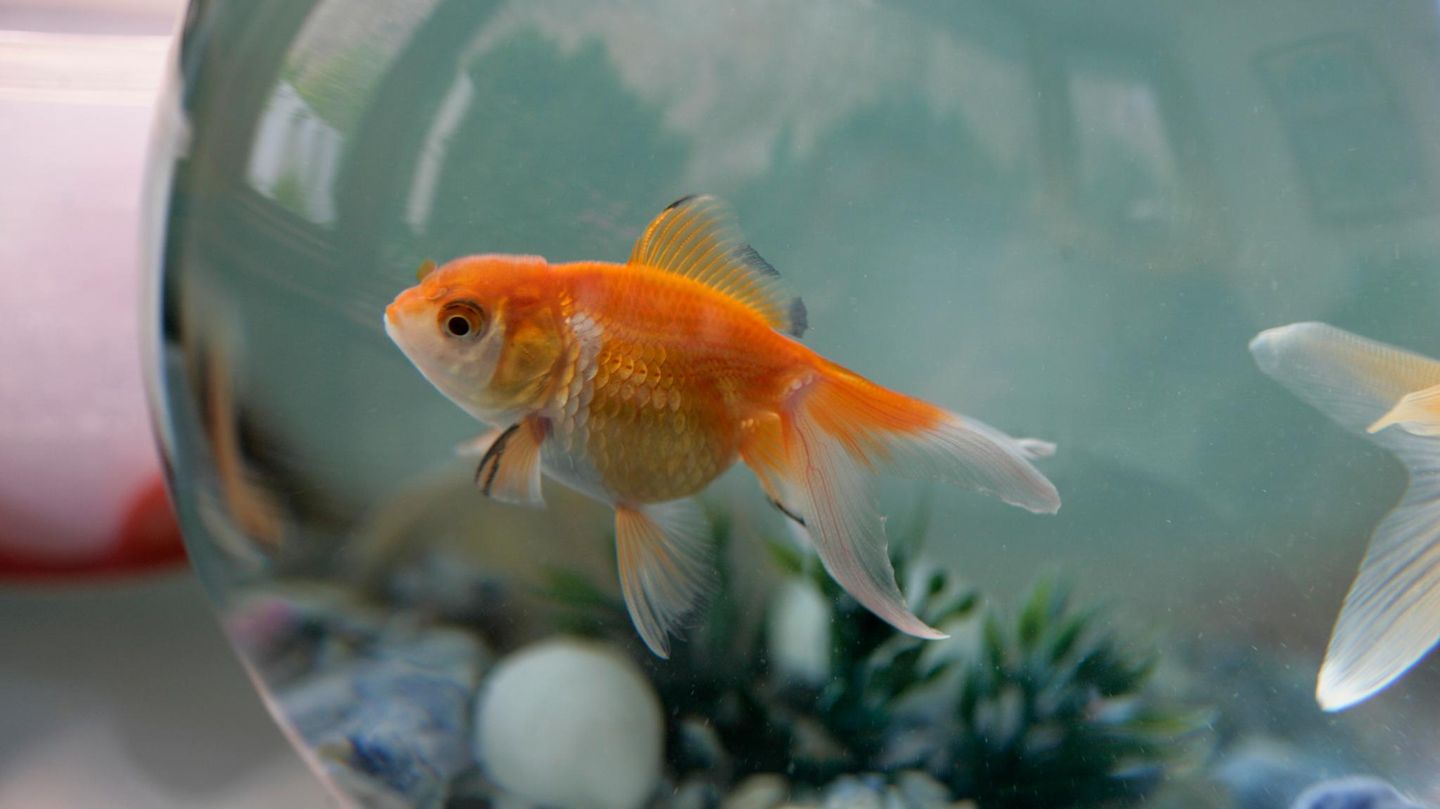 Goldfisch in Aquarium