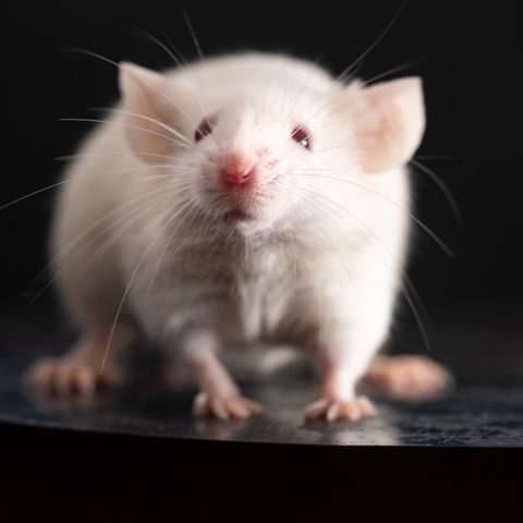 Erste Hilfe: Maus blickt in die Kamera