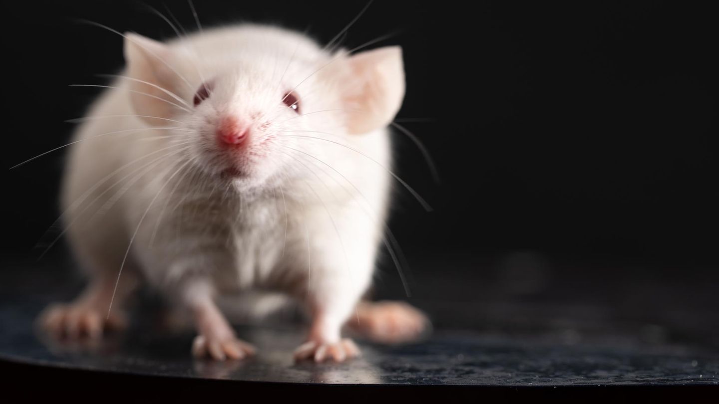 Erste Hilfe: Maus blickt in die Kamera