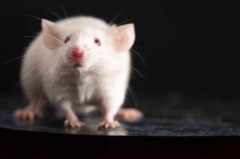 Erste Hilfe: Maus blickt in die Kamera