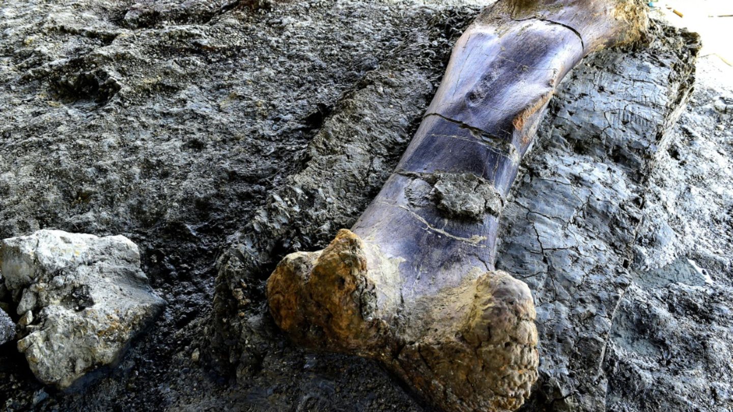 Knochen eines in Frankreich gefundenen Sauropoden