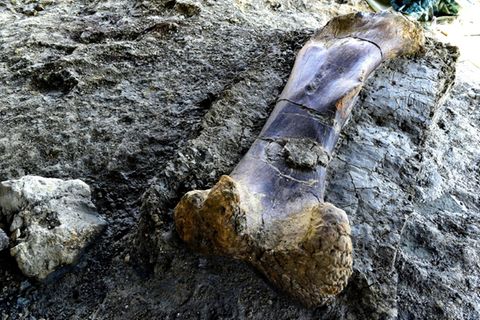 Knochen eines in Frankreich gefundenen Sauropoden