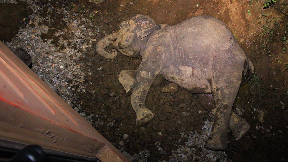 Ein toter Elefant liegt neben einer Bahngleise, nachdem seine Herde mit einem Personenzug kollidiert ist Ein toter Elefant liegt neben einer Bahngleise, nachdem seine Herde mit einem Personenzug kollidiert ist