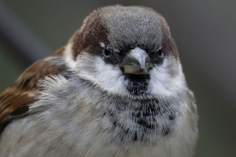 Haussperling