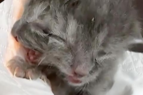 Seltene Mutation: Diese Katze wurde mit zwei Gesichtern geboren (Video)