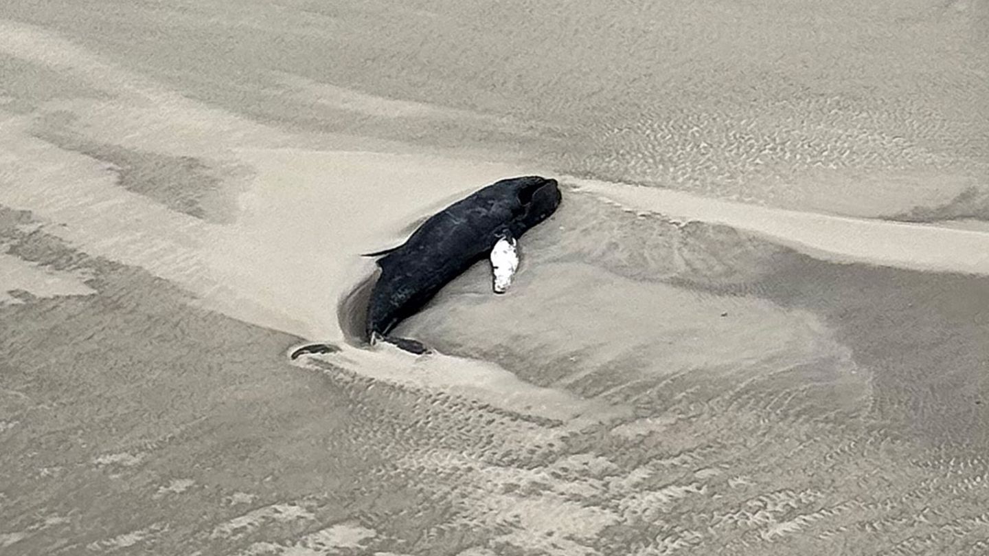 Der Walkadaver liegt auf der Nordsee-Insel Minsener Oog im Wattenmeer