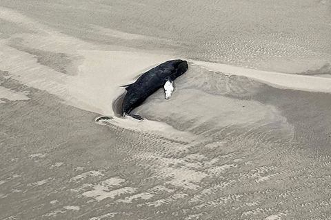 Der Walkadaver liegt auf der Nordsee-Insel Minsener Oog im Wattenmeer