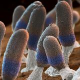 Ovale, pelzige Fruchtkörper vom Buckingham-Schleimpilz