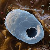 Der Prototyp der Amöbe