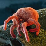 Samtmilbe im roten Samtpelz