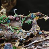 Stück Holz besiedelt von Bakterien