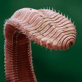 Eins der wichtigsten Tiere im Boden: Regenwurm, aufgerichtet