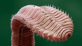 Eins der wichtigsten Tiere im Boden: Regenwurm, aufgerichtet