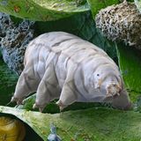 Elektronenmikroskopbild von beige eingefärbtem Bärtierchen auf Moosblättern