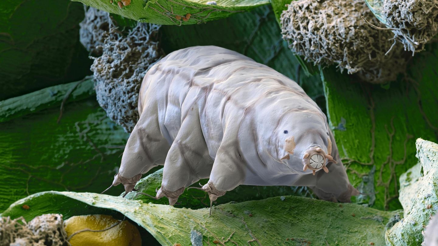 Elektronenmikroskopbild von beige eingefärbtem Bärtierchen auf Moosblättern