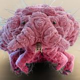 Gefräßiger Hüpfer der Gattung Bilobella