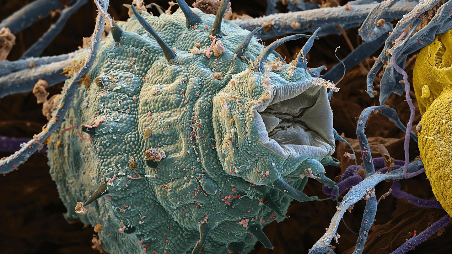 Das Rädertierchen Das Rädertierchen