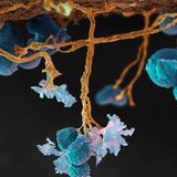 Bodenleben: Kugelige Fruchtkörper der Schleimpilze der Art Badhamia utricularis