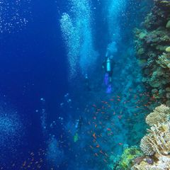 Rotes Meer: Taucher neben einem Korallenriff im Blue Hole