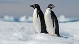 zwei Pinguine im Eis