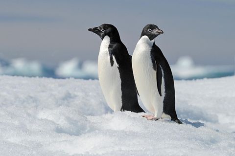 zwei Pinguine im Eis