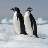 zwei Pinguine im Eis