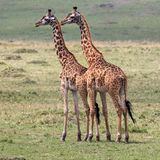 zwei Giraffen in der Savanne