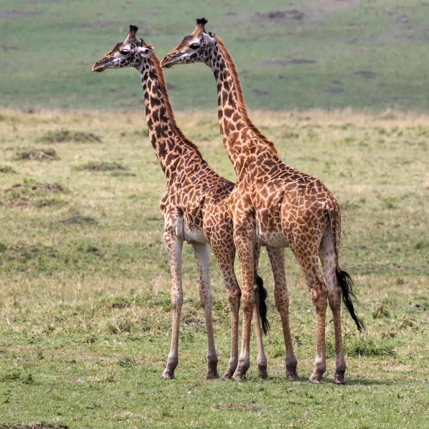 zwei Giraffen in der Savanne