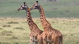 zwei Giraffen in der Savanne