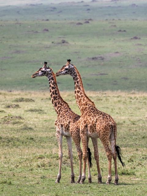 zwei Giraffen in der Savanne