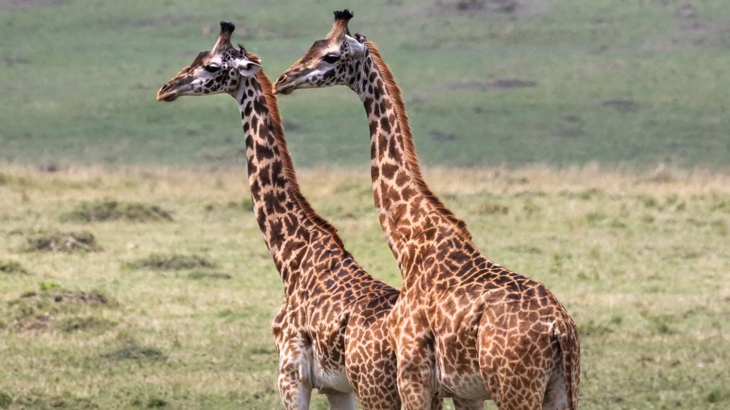 zwei Giraffen in der Savanne