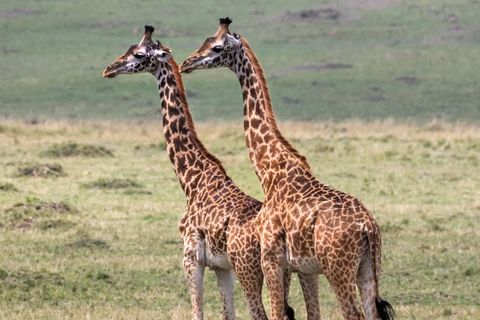 zwei Giraffen in der Savanne