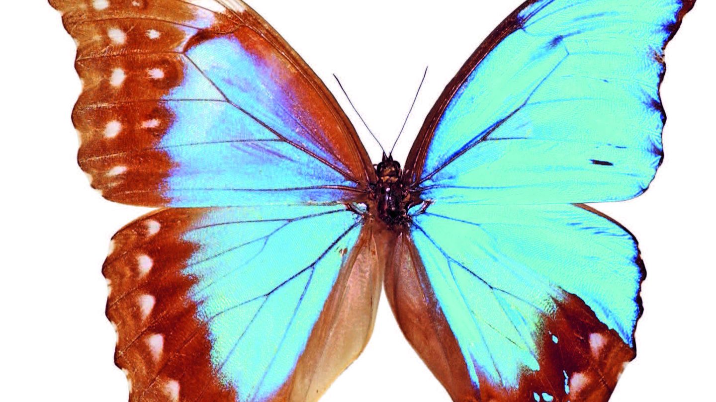 ein Schmetterling mit unterschiedlich farbigen Flügeln