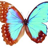 ein Schmetterling mit unterschiedlich farbigen Flügeln