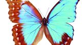 ein Schmetterling mit unterschiedlich farbigen Flügeln