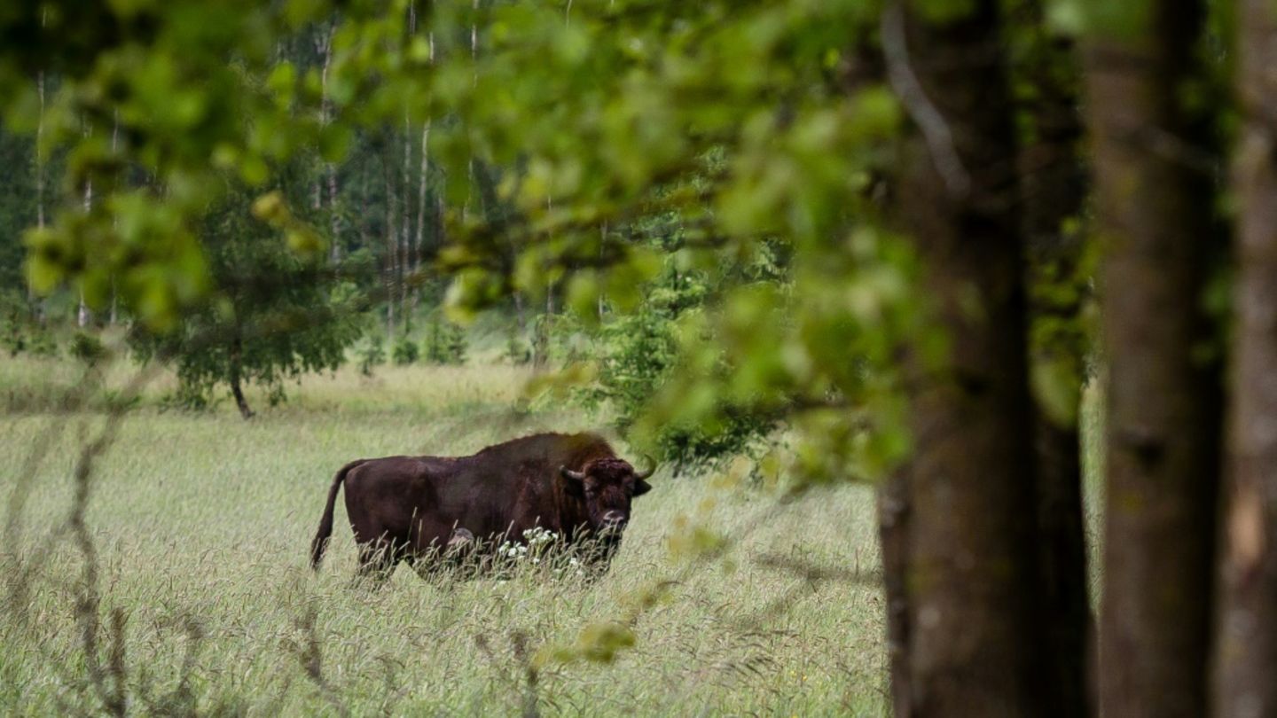 Wisent