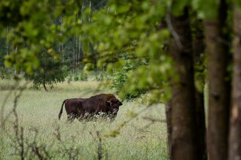Wisent