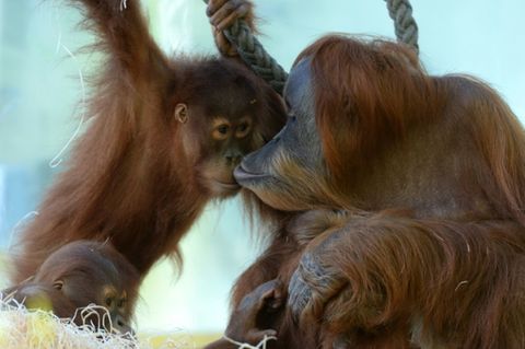 Sumatra-Orang-Utans in Münchner Tierpark 2014