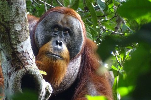 Abschied im Berliner Zoo: Ein Sumatra-Orang-Utan zwischen Blättern auf einem Baum (Symbolfoto)
