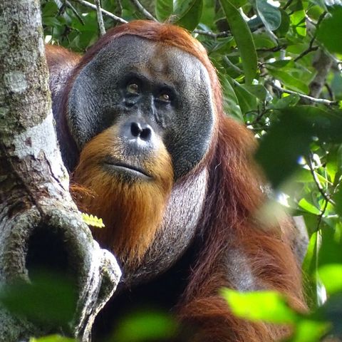 Abschied im Berliner Zoo: Ein Sumatra-Orang-Utan zwischen Blättern auf einem Baum (Symbolfoto)