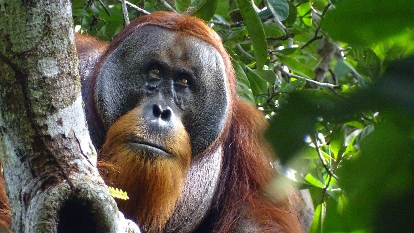 Abschied im Berliner Zoo: Ein Sumatra-Orang-Utan zwischen Blättern auf einem Baum (Symbolfoto)