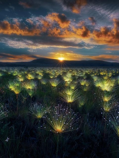 Leuchtende Paepalanthus-Blumen in Brasilien
