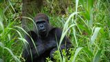 ein Gorilla im Regenwald